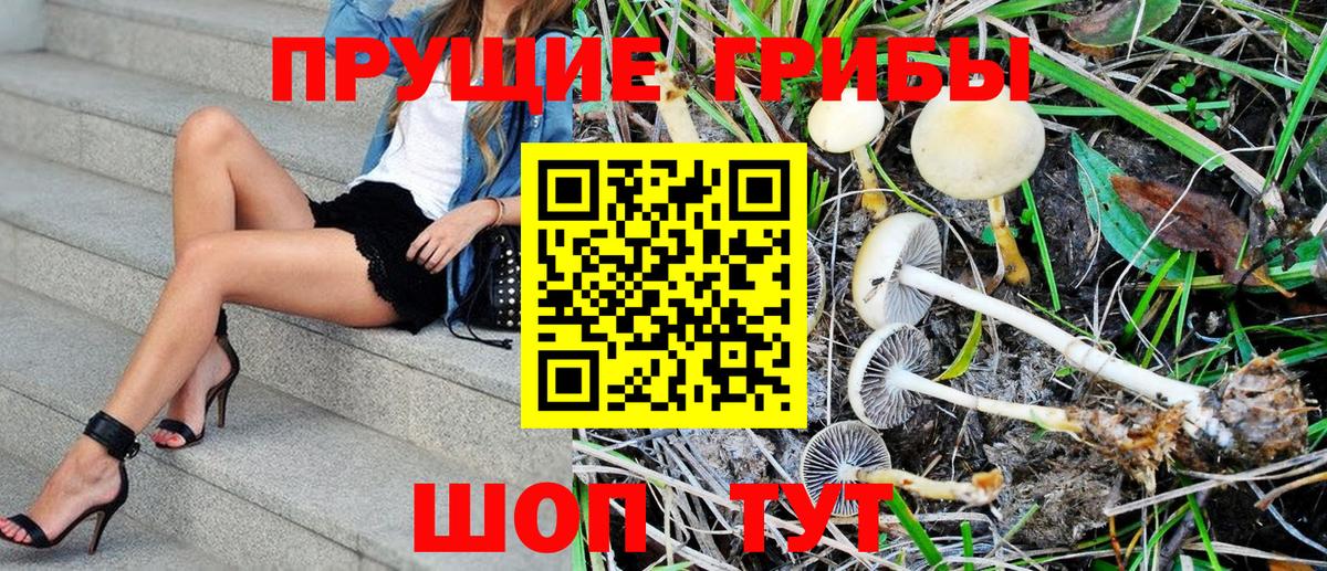 Галлюциногенные грибы Psilocybe Нурлат